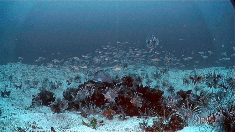 On Pulley Ridge, red grouper burrows (20-32 feet in diameter) are home to a single red grouper and numerous small reef fish, as well as lionfish. (Credit Coral Ecosystem Connectivity 2014 Expedition)