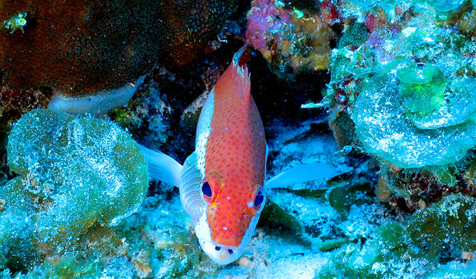 A coney, in its bicolor phase, investigates the camera as the remotely operated vehicle makes a pass over its reef.