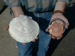 Sea scallops can live up to 20 years and grow quickly for the first few years of their life. The largest scallop ever reported was about 9 inches in shell height, but they typically don't grow larger than 6 inches. (Photo credit Virginia Institute of Marine Sciences, College of William and Mary. Text credit NOAA Fisheries) 