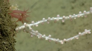 Close-up of a "young" bamboo coral colony observed during the 2013 Northeast U.S. Canyons Expedition. The polyps have contracted and withdrawn their tentacles. The two large red polyps in the background are the octocoral Anthomastus. Credit: NOAA