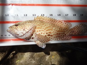 Honeycomb grouper (Epinephelus merra)