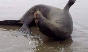A sea lion experiences seizures, caused by eating fish that in turn feed on the toxic algae. (Credit: Dan Ayres, Washington Dept. of Fish and Wildlife)