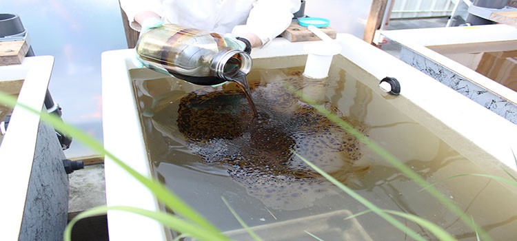 Weathered crude oil being added to a mesocosm unit at high tide. Credit:  Katy W. Chung