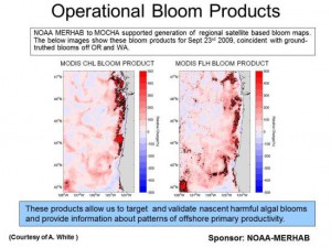 NOAA's MERHAB Program has supported MOCHA in developing regional satellite-based HAB maps to target developing blooms. (Credit A. White, OSU)