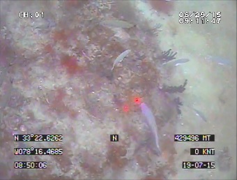 A screengrab from the video recording at one site that showcases a great example of hardbottom. Image credit: NOAA