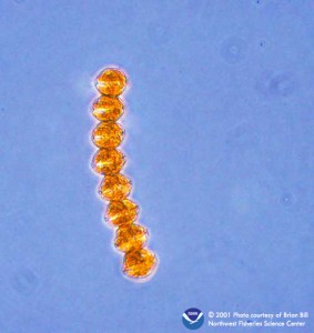 The dinoflagellate Alexandrium catenella can cause Paralytic Shellfish Poisoning in humans. A. catenella forms dormant cysts that overwinter on the seafloor and provide the inoculum for blooms the following summer when conditions become favorable again for growth. Credit Brian Bill, NOAA NMFS