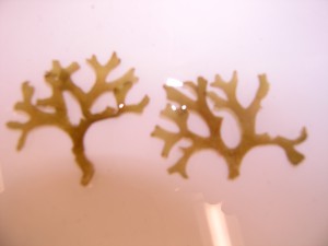 The brown seaweed host Dictyota. Credit Lacey Rains, Florida Gulf Coast University