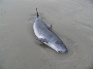 Adult male dwarf sperm whale (203 cm) stranded on the Isle of Palms, SC in 2011. 