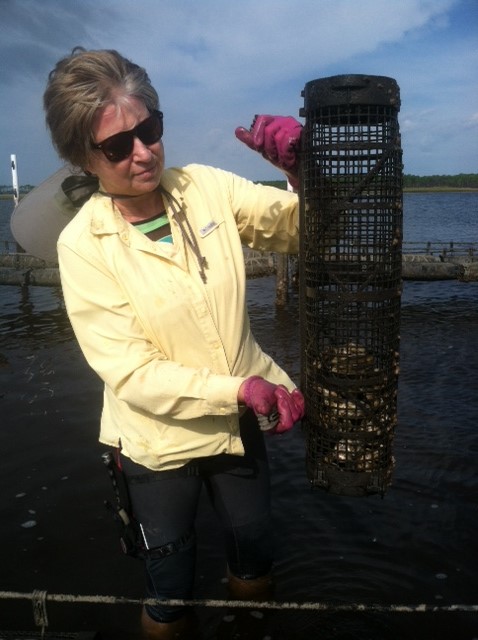 Researcher with basket of oysters in practice lease in Oyster Bay, Fla.