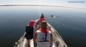 Researchers spot a dolphin in their transect for identification. Credit: NOAA