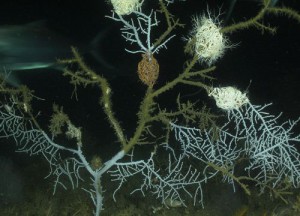 After the Deepwater Horizon oil spill, researchers found significant injuries in at least four species of sea fans along the Gulf's continental shelf. Damage primarily took the form of overgrowth by hydroids (fuzzy marine invertebrates characteristic of unhealthy corals) and broken or bare branches of coral. Credit: Florida State University