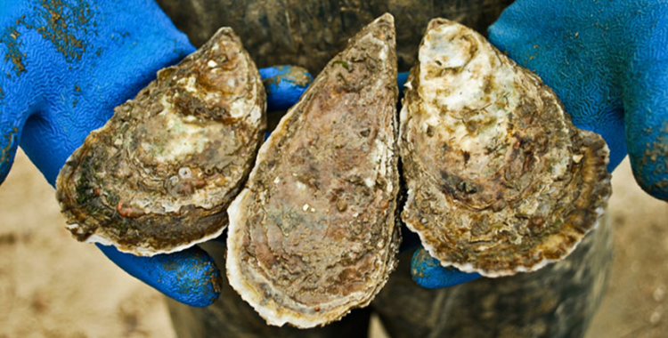 Oysters