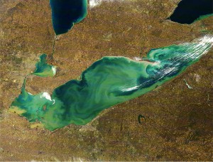 Cyanobacteria blooms in Lake Erie. Credit NASA 