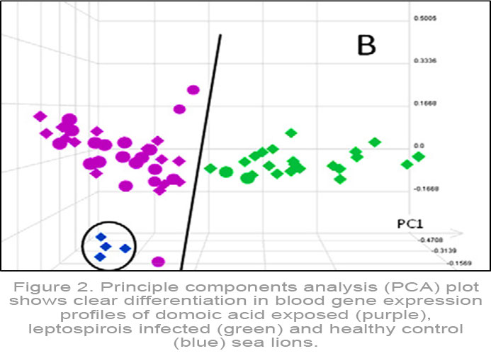 Principle components analysis (PCA) plot shows clear differentiation in blood gene expression profiles of domoic acid exposed (purple), leptospirosis infected (green) and healthy control (blue) sea lions.