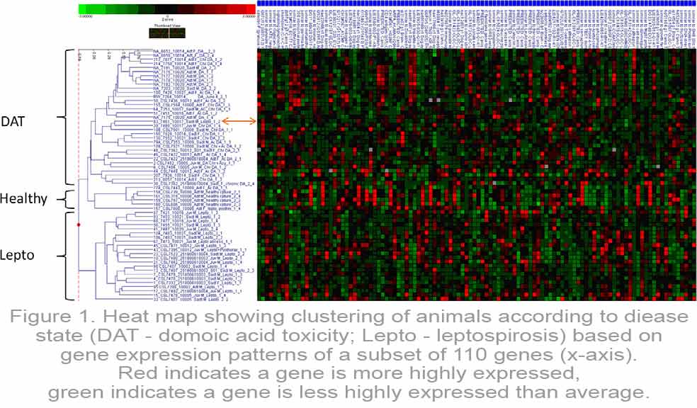 Heat map showing clustering of animals according to disease state (DAT - domoic acid toxicity; Lepto - leptospirosis) based on gene expression patterns of a subset of 110 genes (x-axis).Red indicates a gene is more highly expressed, green indicates a gene is less highly expressed than average.