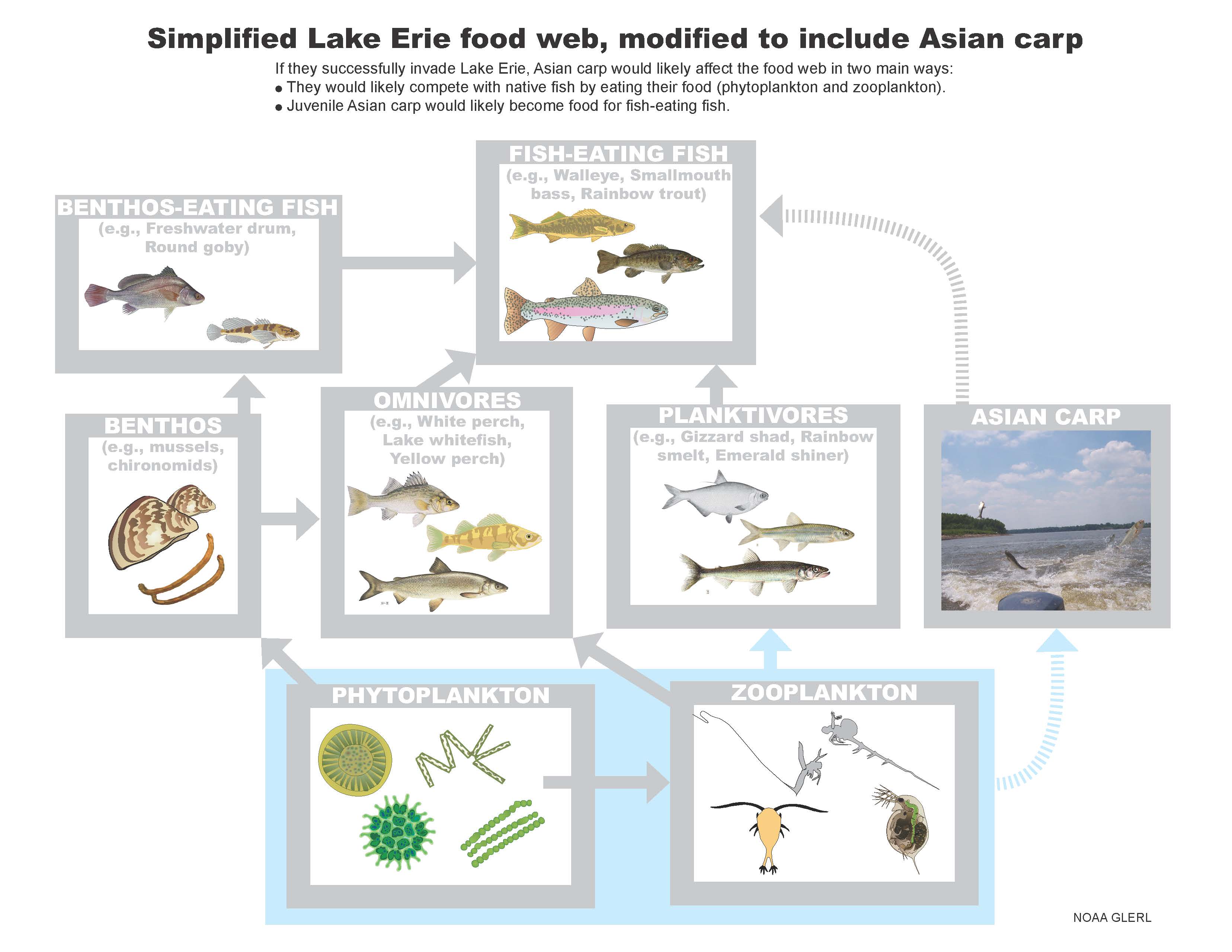 Lake-Erie-foodweb