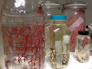 Since many coral samples were full colonies, samples were kept in gasketed glass jars at the Smithsonian. These make ideal containers for ethanol preserved samples but require adequate care and space for their storage. Credit: NOAA