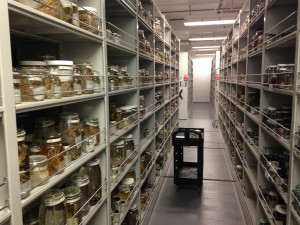 NCCOS' deep-water octocoral samples will become part of the Smithsonian's extensive collection. Pictured is just one of many rows of shelves containing ethanol-preserved octocorals at the Smithsonian.  Credit: NOAA.