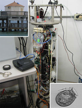 The Imaging FlowCytobot shown in the lab (center image) identifies phytoplankton cells from water sampled at the University of Texas -Marine Sciences Institute pier, located in the Port Aransas ship channel (upper left). Dinophysis acuminata during the Texas bloom in March 2008 (lower right). Credit L. Campbell, TAMU and H. Sosik and R. Olson, WHOI