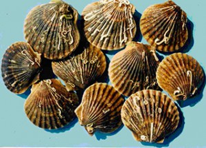 Populations of bay scallops have declined in Long Island's coastal bays. Credit: NOAA.