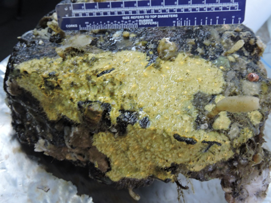 new species of encrusting marine sponge found in Gulf of Alaska
