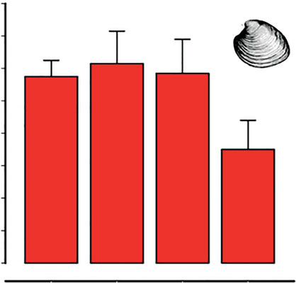 X axis: (l-r): control, low DO, low pH, low pH/lowDO Y-axis (bottom-top): Hard clam growth rate in microns/day from 0 (bottom), 2, 4, 6, 8, 10 12, 16 microns (top) Growth rate of juvenile quahog (the hard clam Mercenaria mercenaria) was unaffected by low DO or low pH individually, but decreased under combined stressor conditions. Credit C. Gobler, SUNY Stony Brook