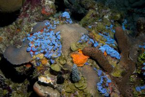 Bright blue ascidians, known as sea squirts, are found thriving at 50 m (164 feet) among corals, greenish brown algae (Lobophora) and red, orange, and brown sponges off La Parguera, Puerto Rico. (photo credit Hector Ruiz, UPR)