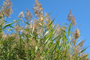 The native marsh grass Phragmites australis and its invasive haplophyte (variety) can grow nearly 20 feet high. Credit D. Whigham, SERC