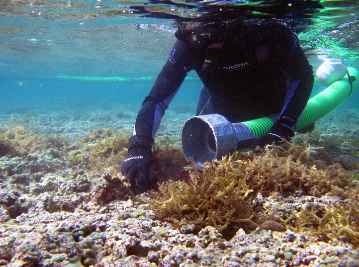 Diver uses a vacuum hose attached to a barge — a system known as a "super sucker" — to remove invasive algae from coral reef in Kanehoe Bay, Hawaii.