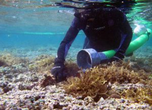 With the help of a vacuum hose attached to a barge -- a device known as the "Super Sucker" -- divers can now remove invasive algae from coral reefs in Kaneohe Bay in much less time. Credit: State of Hawaii Division of Aquatic Resources
