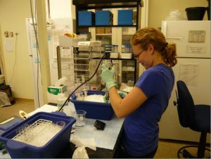 Brittany Evans prepares snail tissue for biomarker analysis.
