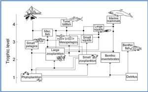 The project is modeling OA impacts using Ecopath. This schematic is an example illustration of a food web, produced with the Ecopath ecosystem modelling software. Source: Ecopath
