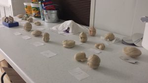 As a class exercise students made clay models of with accurate depictions of the plates that are used as part of dinoflagellate taxonomy. Credit: M. Lomas, Bigelow Lab
