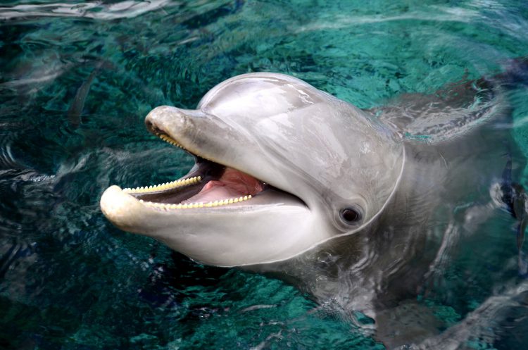 A seven year old male bottlenose dolphin included in the study. Photo credit: Dolphin Quest Hawaii.