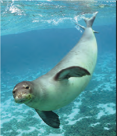 hawaii-monk-seal