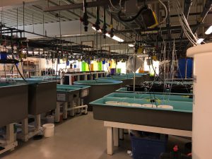 As utilized for this study, the Gobler Laboratory has perfected experimental chambers for exploring the effects of acidification, hypoxia, temperature changes, and nutrient loading on a variety of organisms from algae to fish. Credit C. Gobler, SUNY Stony Brook 