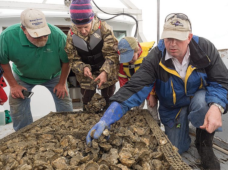 Suzanne Bricker of NOAA and Matt Parker of Maryland Sea Grant collect oysters for tissue analysis back in the lab.