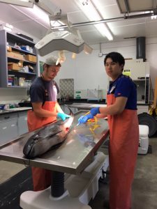Andy Xin, veterinary intern, performing a marine mammal necropsy at the Cooperative Oxford Laboratory, 2017.