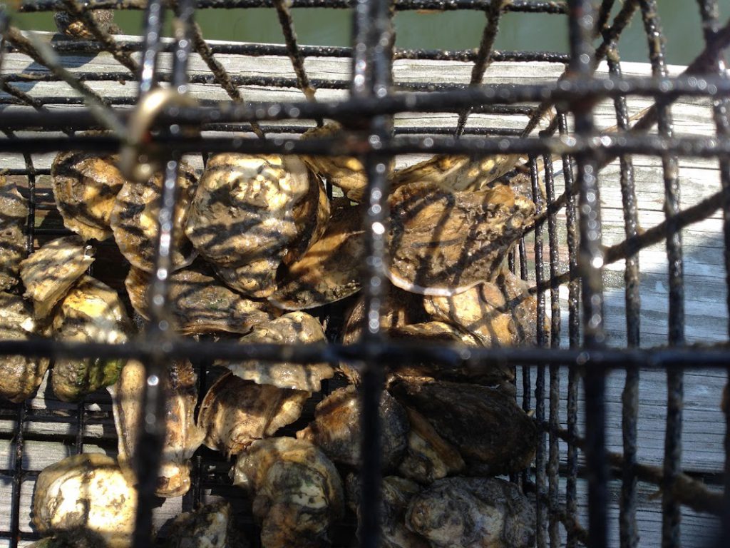 Image of oysters in a cage