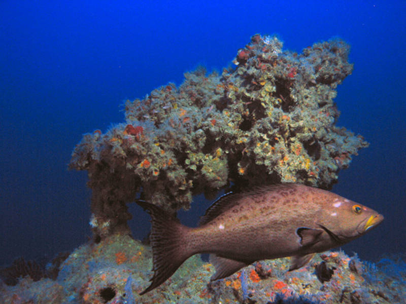 image of mesophotic coral reef with scamp grouper at depth of 320 feet (98 meters) off the Dry Tortugas