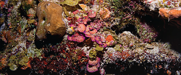 Mesophotic Coral Ecosystems Nccos Coastal Science Website 4087