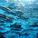 Finfish Aquaculture Planning & Siting