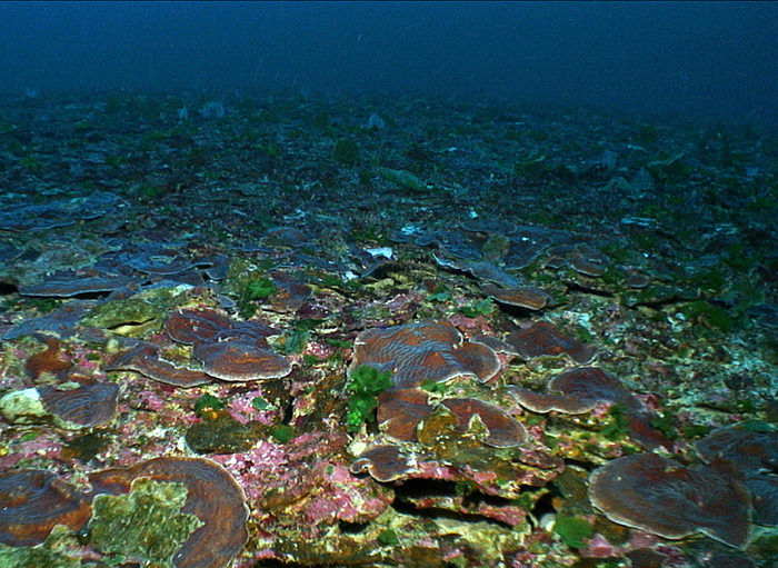 photo of new area of plate corals discovered near Pulley Ridge in 2014