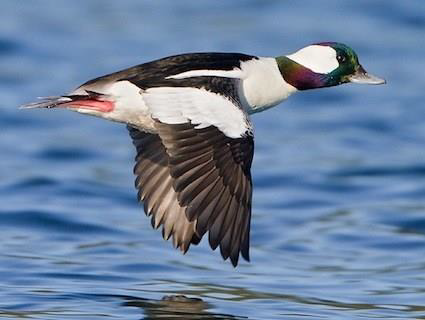 Shoreline Hardening and Development Hurts Shorebirds and Waterfowl ...