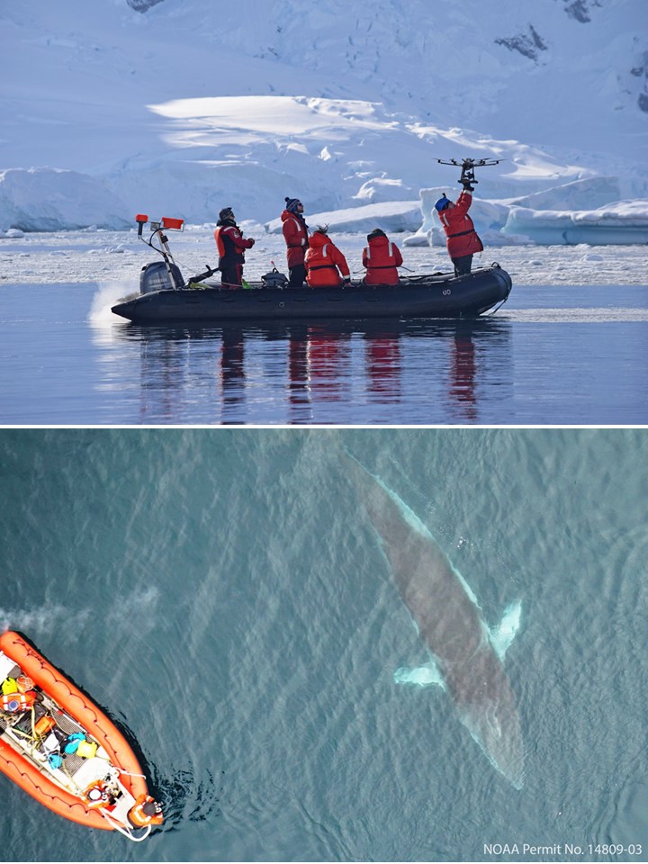 Researchers launch drone camera (top); Drone photo of minke whale (bottom)