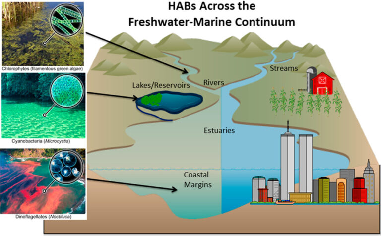 Mitigation Strategies For Harmful Algal Blooms Span From Headwater ...