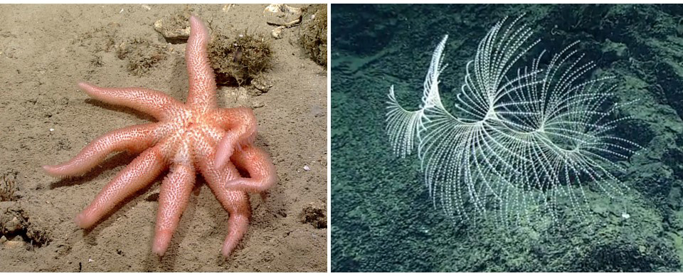 Left: Sea star in the family Myxasteridae was observed for the first time in the Gulf of Mexico during the 2018 expedition. Right: Iridigorgia soft coral in Gulf of Mexico, 2018.