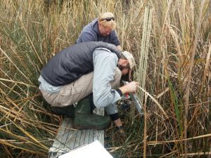 Building a Collaborative Network to Better Understand Changes to North Carolina’s Marsh Surface Elevation