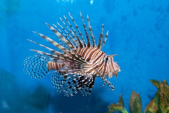 Determining Ciguatera Risk in Invasive Lionfish - NCCOS - National ...