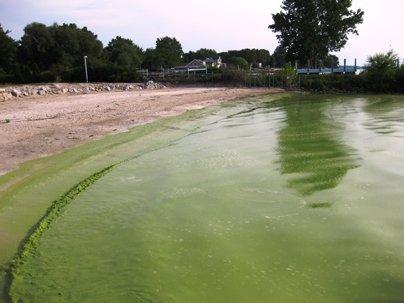 Cyanobacteria (blue-green algae) blooms turn the water green, as seen in this 2011 Lake Erie bloom. 